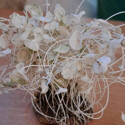 Seltsames Fundstück