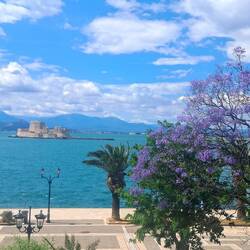 Im Vordergrund ein lila blühender Palisanderholzbaum