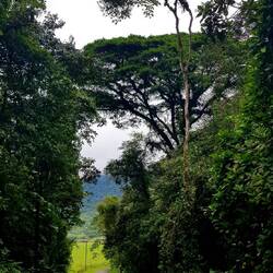 Drive to Tapanti National Park.