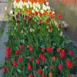 Tulpe chömid halt da chli spöter