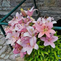 Lilien als Topfpflanze kenne ich auch nur von hier❣️