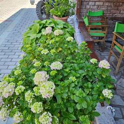 wunderschöne Hortensien 🥰