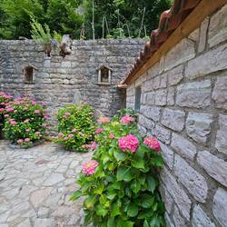 Ich mag Hortensien 😍