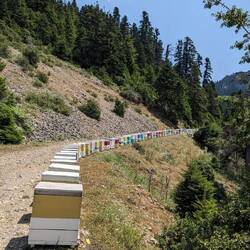 Bienenkörbe,denen man sozusagen immer und überall begegnet