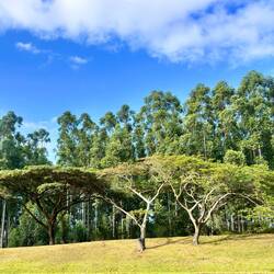 Flat-top trees mit Eukalyptusbäumen im Hintergrund
