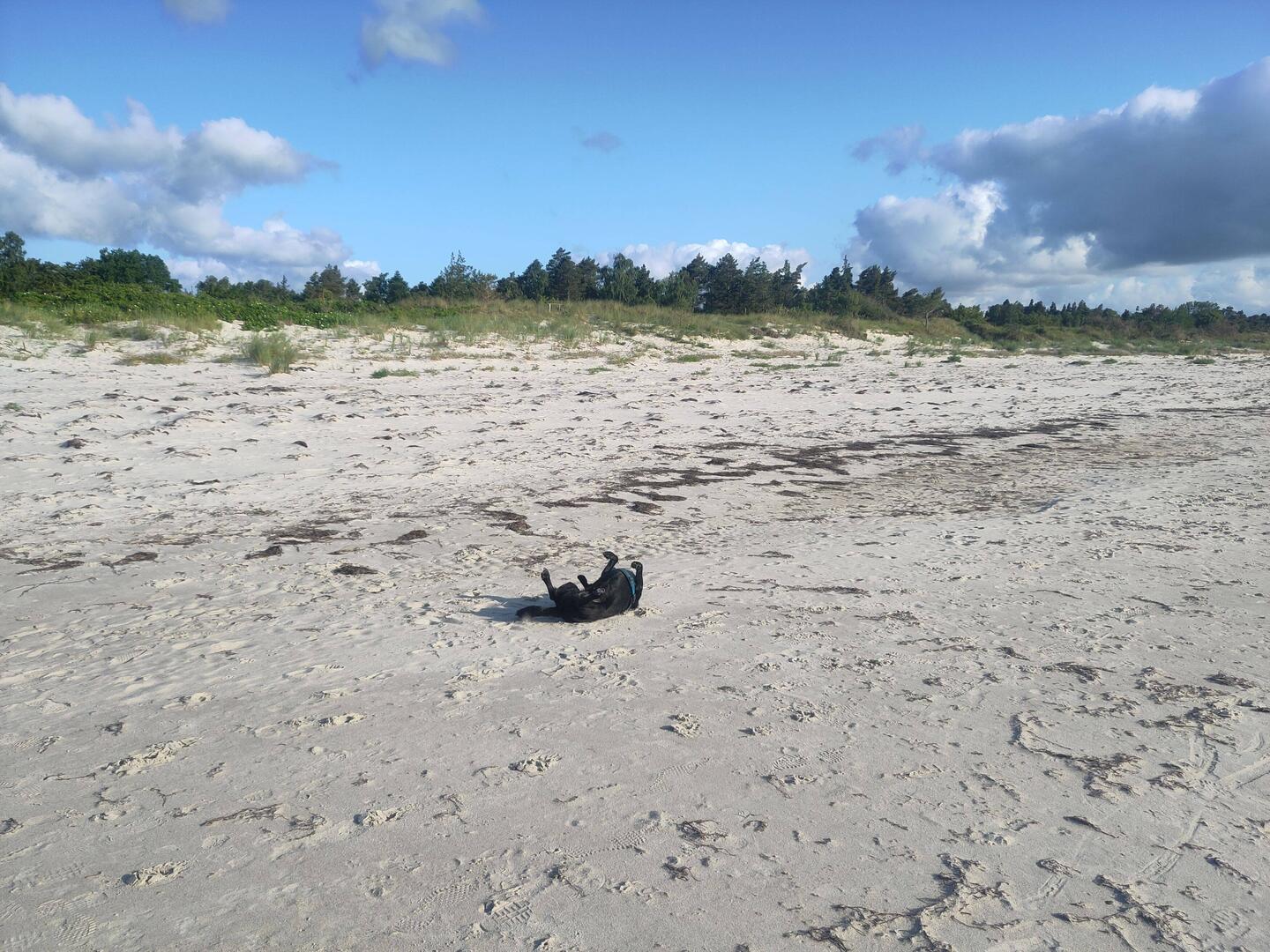 Chewie genießt den Strand