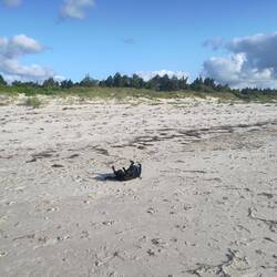 Chewie genießt den Strand