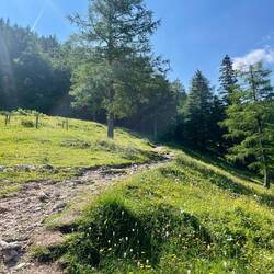 Die Wiesen und Pflanzen zeigen sich im Übergang von Frühling auf Sommer in..