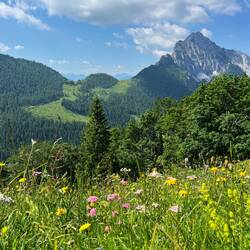 ..ihrer vollsten Pracht - alles blüht und wächst 🌼