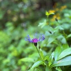 ..vorarbeite und dabei die Natur bewundere (Berg-Flockenblume).