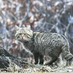 Fotografia di gottone selvatico