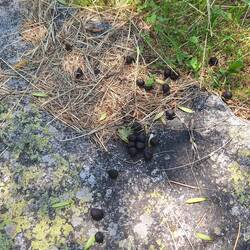 .... was suscht no umeliit.