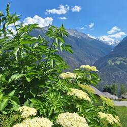 Holunder blüht erst jetzt.