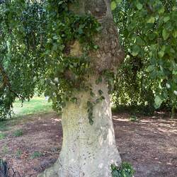 Huge birch tree