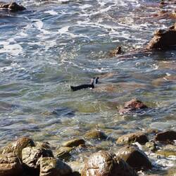Wenn man genau hinsieht, findet man Pinguine im Meer schwimmen