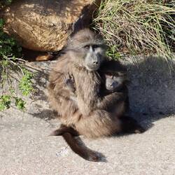 Die ganze Küste ist voll von Pavianen...