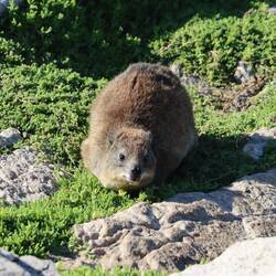 ...und Dassies, die immer wieder auf den Klippen zu finden sind