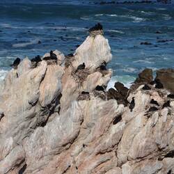 ...nisten überall Kormorane