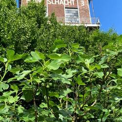 Feigen im Ruhrpott