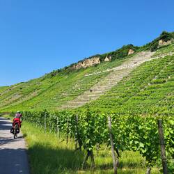 Die Weinberge begleiten uns über Stunden...