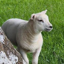Süßes kleines Schaf
