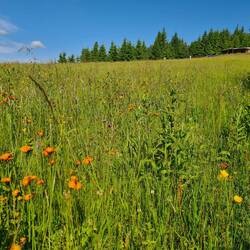 Tolle Wildblumenwiese