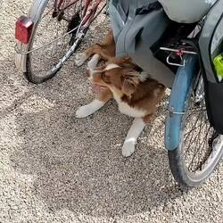Ça y est Luce veut un chien 😬