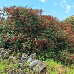 Fuschia hedges all over