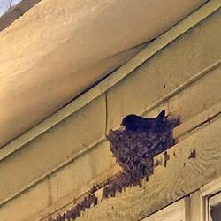 Our resident barn swallow