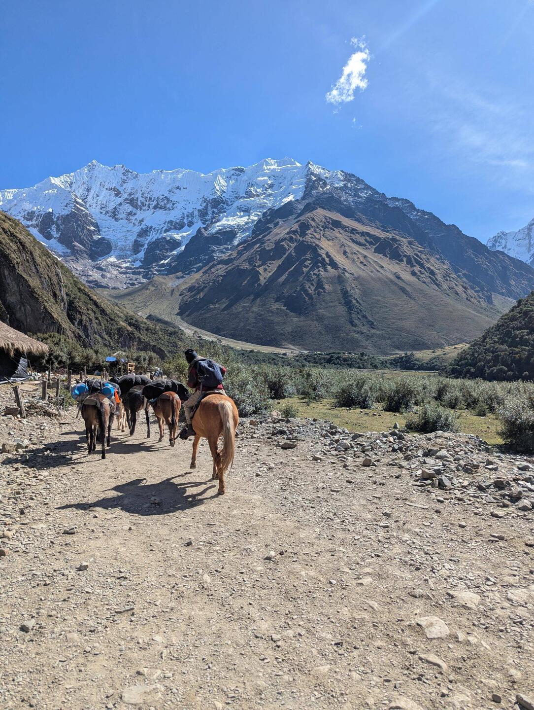 Pferde oder Maultiere und Berg Salkantay