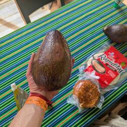 Riesen Avocado, auf dem Weg gefunden