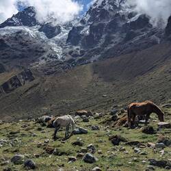 Pferde und Gletscher