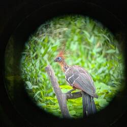 Eine Art Dschungel Truthahn