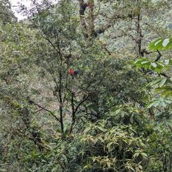 Peruanischer national Vogel, in Englisch : Cock in the Rock