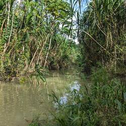 Bei unserer Unterkunft, Alligatoren drin