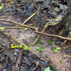 Blattschneiderameisen