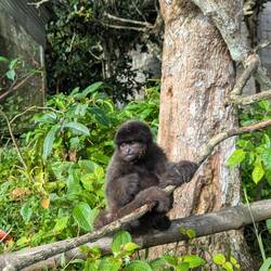 Baby Affe Auffangstation