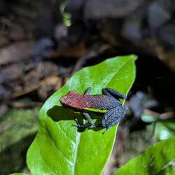 Giftfrosch, gibt es nur im Manu Park, kann dauerhafte Paralyse auslösen