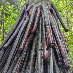 Interessante Wurzeln