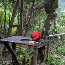 Ara Papagei in Auffangstation