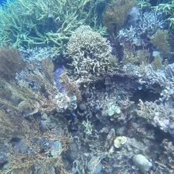 The corals were so beautiful 😍