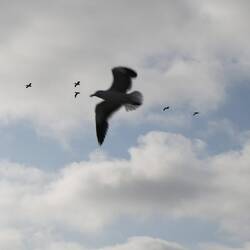 als erstes begrüßen uns die Pelikane im Formationsflug