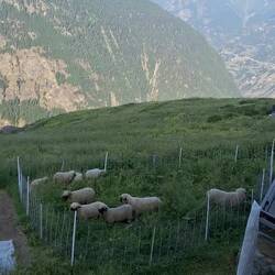 Bin froh im Juni da zu sein und nicht im Herbst - bei den Schlachtungen ...
