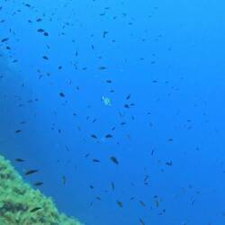 Und es gibt sie doch die Fisch!