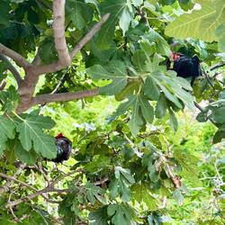 Ein Baum voller Hühner 😁