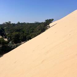 Die Bäume werden einfach überrollt