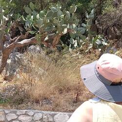 ... und Kakteen-Bäume (also Kakteen so groß wie).