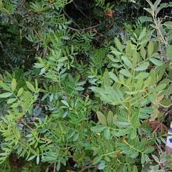 Der Weg zur "school of Homer" ist gut versteckt, aber sogar diese Abkürzungen haben wir gefunden ...