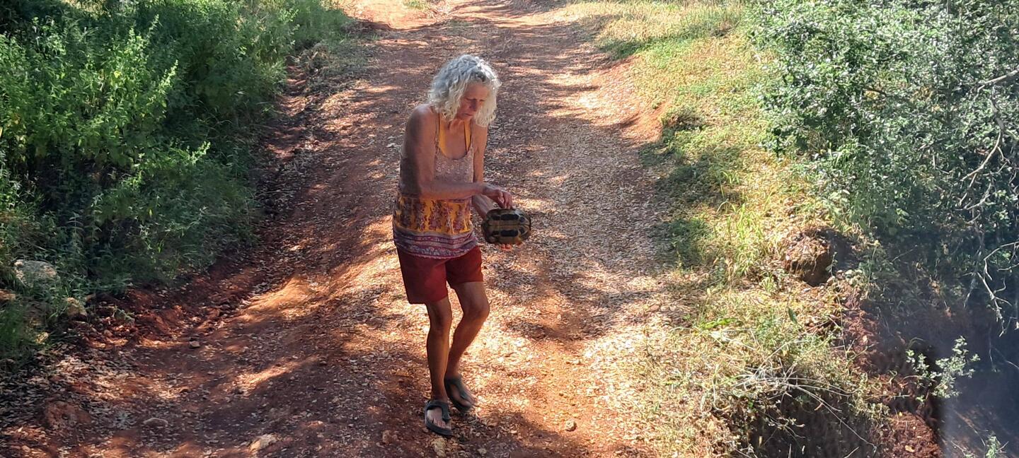 Schildkrötenrettung