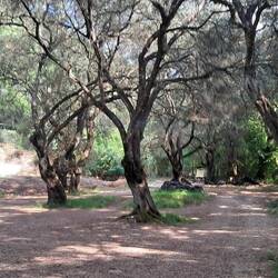 Untwr riesigen Olivenbäumen schlugen wir unser Nachtlager auf.